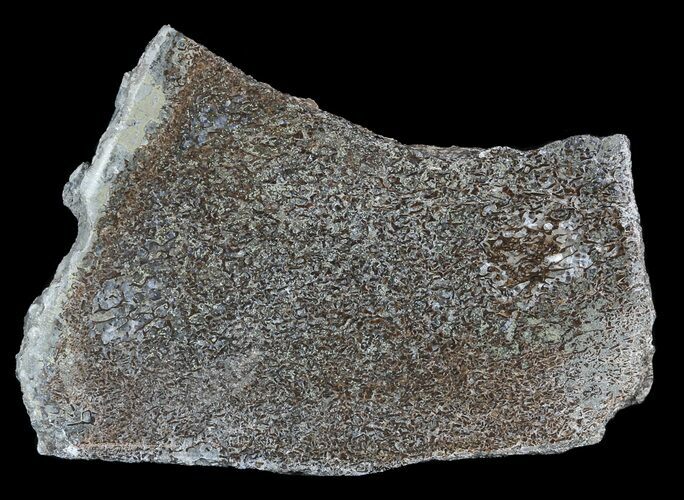 Polished Pliosaur (Liopleurodon) Bone - England #53423